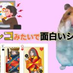 パチンコみたいで面白いシーン集【ハムスターポーカー】