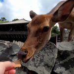 奈良公園の鹿さん　【もふこちゃんに再会の巻】