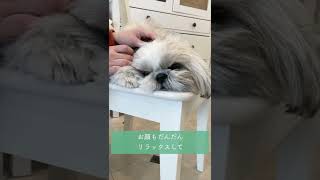 ポーカーフェイスと程遠い犬 #shorts