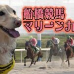 フラン編集長のマリーンカップ予想＃地方競馬＃競馬予想#競馬