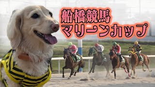 フラン編集長のマリーンカップ予想＃地方競馬＃競馬予想#競馬